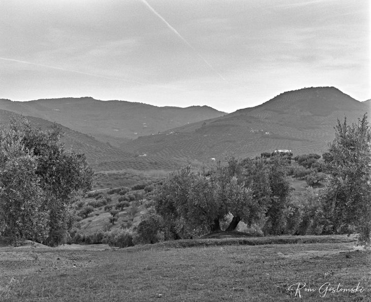 The setting - Olive groves and mountains